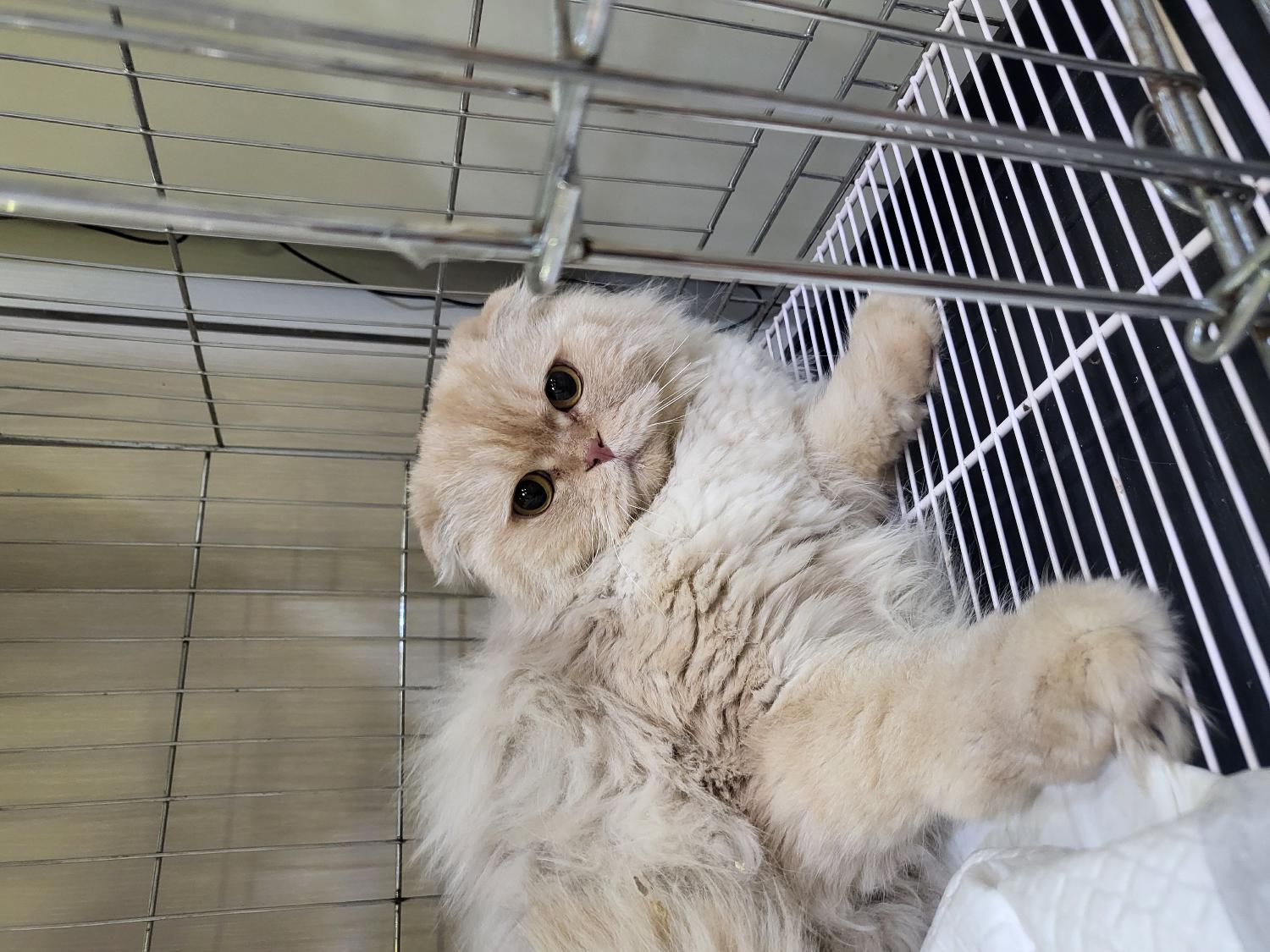 스코티시폴드 이미지 파일 입니다.